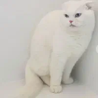 اسکاتیش سفید نر|گربه|اصفهان, جلفا|دیوار