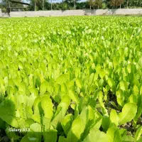 فروش نهال کاهو برای نشا|گل و گیاه طبیعی|دابودشت, |دیوار