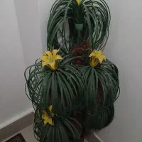 نخل پنج پر