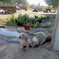 توله سگ پا کوتاه