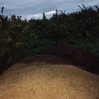 کود حیوانی، گوسفندی و گاوی تمیز|خدمات باغبانی و درختکاری|سورک, |دیوار