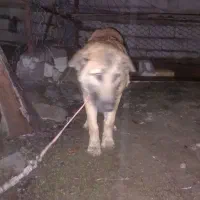 سگ پنجدر پنج ماهه نر ۵ ماهه|سگ|تالش, هشتپر|دیوار