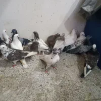 ۱۴ عدد کفتر بلندی