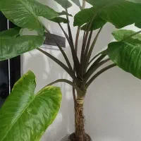 گل بابا آدم|گل و گیاه طبیعی|رشت, حمیدیان|دیوار