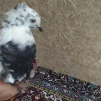 کبوتر|پرنده|چگنی, |دیوار