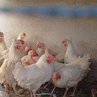 مرغ سربری|حیوانات مزرعه|شاهین‌شهر, گرگاب|دیوار