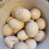 تخم لاری|حیوانات مزرعه|گرگان, |دیوار