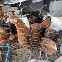 فروش فوری مرغ و نیمچه مرغ محلی از نژاد خوب|حیوانات مزرعه|گالیکش, |دیوار