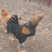 فروش ۳تا خروس محلی|حیوانات مزرعه|کوهسار (البرز), |دیوار