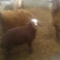 یک بره لاغر ماده