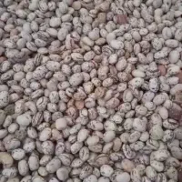 لوبیا چیتی سرحدی|عمدهفروشی|شیراز, باجگاه|دیوار