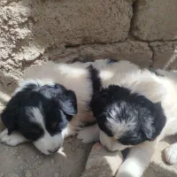 دو عدد توله سگ ماده