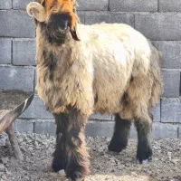 بره قوچ همه چی تموم نازدار ب شرط