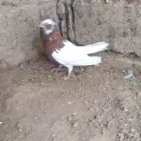 طوقی نر