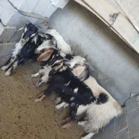 قیمت مقدوع|حیوانات مزرعه|دره شهر, |دیوار