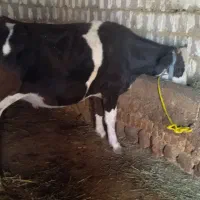 گاو سمینتال ۷ ماه آبستن با برگه تلقین|حیوانات مزرعه|سیلوانه, |دیوار