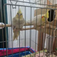 جفت عروس هلندی نر سخنگو|پرنده|هشتگرد, شهرک پامچال|دیوار