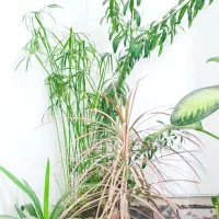 گل های طبیعی زینتی ب فروش میرسد