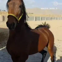 اسب نریون فروشی جسور و زیبا سن دو و نیم