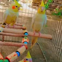 عروس هلندی|پرنده|بجنورد, |دیوار