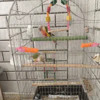 طوطی گیرینچیک آناناسی دبل رد مولد صد در صد|پرنده|اصفهان, فرودگاه شهید بهشتی|دیوار