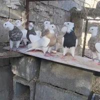 ۳۰ دونه طوقی دونه ای 1 میلیون