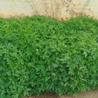 شیتیل‌ گوجع