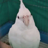 آلبینو ماده