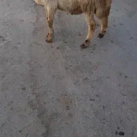 میش و بره بره قوچ افشار