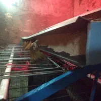 قفس مرغ تخمگذار|حیوانات مزرعه|دینور, |دیوار