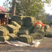 فروش خوراک دام کلی و جزی