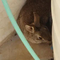 فروش خرگوش|موش و خرگوش|اصفهان, ارداجی|دیوار