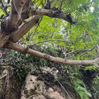 زمین ۱۰۰۰ متری باغ شهری مجموعه فاتحی