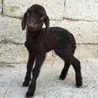 بره شیری ماده
