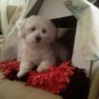 سگ خانگی|سگ|تهران, شهید رجایی|دیوار