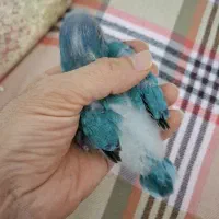 طوطی راهب ۳۰ روزه و ۳۴ روزه