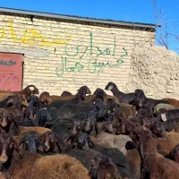 مال درجه یک|حیوانات مزرعه|دشتابی, |دیوار