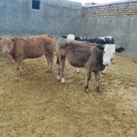 ۳راس گوساله ماده سیمینتال