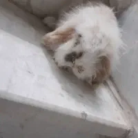 خرگوش لوپ نر بالغ