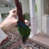 گرینچیک مولد . عروس ماده البینو|پرنده|قم, شهرک امام حسین|دیوار