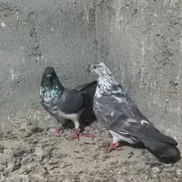 حیوانات|پرنده|بندر ترکمن, |دیوار