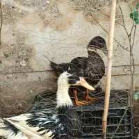چهارتا مرغ و خروس و اردک