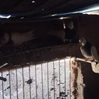 کفتر طوقی|پرنده|قائن, |دیوار