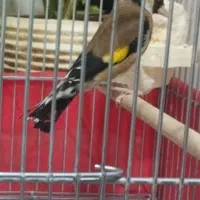 سهره چهارگل