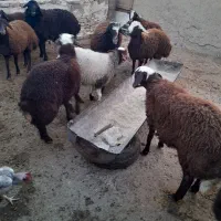 باسلام فروش بره، نروماده|حیوانات مزرعه|نیشابور, دهنو|دیوار
