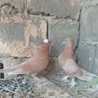 کبوتر پرشی و گره|پرنده|میناب, |دیوار