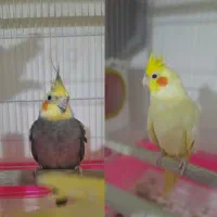 یک جفت عروس هلندی نر و ماده با تخفیف