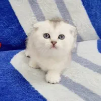 اسکاتیش بریتیش های چین چیلا