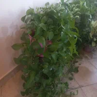 مجموعه گل های زیبای آپارتمانی|گل و گیاه طبیعی|تهران, سلیمانی|دیوار