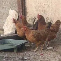 مرغ و خروس محلی